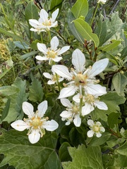 Parnassia fimbriata