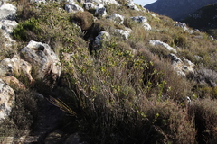 Liparia splendens splendens