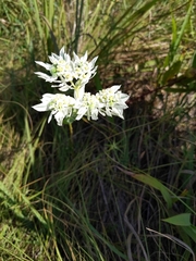 Euphorbia marginata