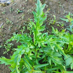 Tephroseris palustris