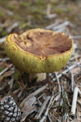 Xerocomus subtomentosus