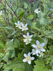Parnassia fimbriata