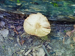 Cerioporus leptocephalus