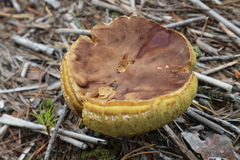 Xerocomus subtomentosus
