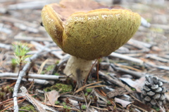 Xerocomus subtomentosus