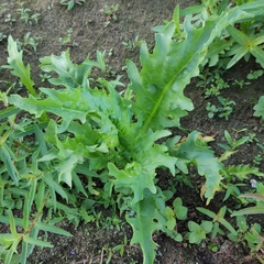 Tephroseris palustris