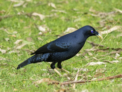 Ptilonorhynchus violaceus