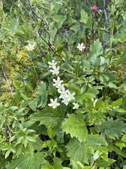 Parnassia fimbriata
