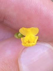 Utricularia gibba
