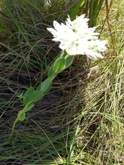 Euphorbia marginata