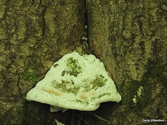 Rigidoporus populinus