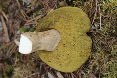 Xerocomus subtomentosus