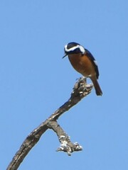 Phoenicurus moussieri