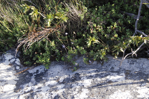 Image of Felicia aethiopica by (c) Tony Rebelo, some rights reserved (CC BY-SA)