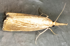 Agriphila vulgivagellus
