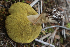 Xerocomus subtomentosus