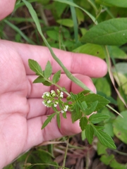 Valeriana