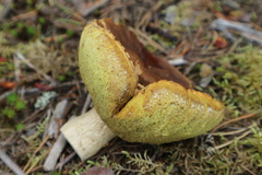 Xerocomus subtomentosus