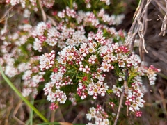 Diosma hirsuta