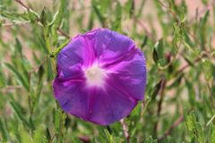 Ipomoea stans