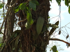 Trichocentrum oerstedii