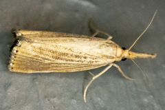 Agriphila vulgivagellus