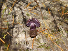 Thaxterogaster occidentalis