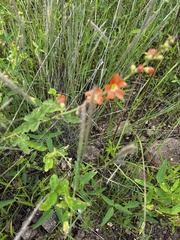 Sphaeralcea fendleri