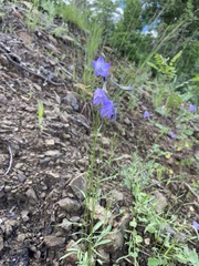 Campanula rotundifolia