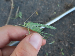 Insara elegans