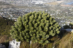 Mimetes fimbriifolius