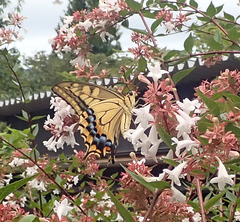 Papilio machaon hippocrates
