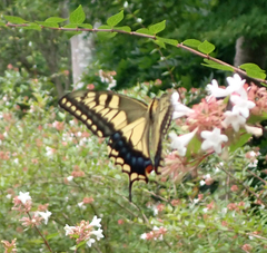 Papilio machaon hippocrates