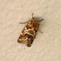 Schinia lynx