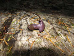 Thaxterogaster occidentalis