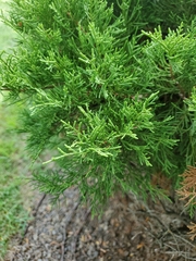 Sabina