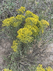 Chrysothamnus viscidiflorus