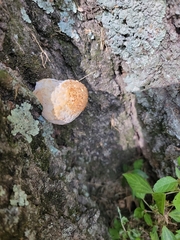 Pseudoinonotus dryadeus