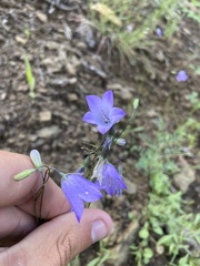 Campanula rotundifolia