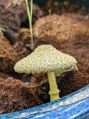 Leucocoprinus birnbaumii