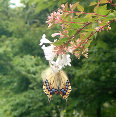 Papilio machaon hippocrates
