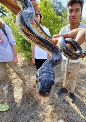 Pantherophis obsoletus