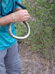 Pantherophis obsoletus