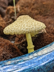 Leucocoprinus birnbaumii