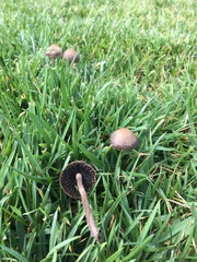Panaeolus cinctulus