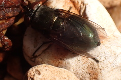 Phormia regina