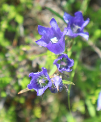 Gentiana pneumonanthe