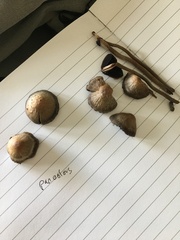 Panaeolus cinctulus
