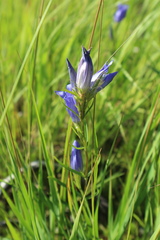 Gentiana pneumonanthe