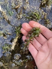 Hydrocharitaceae